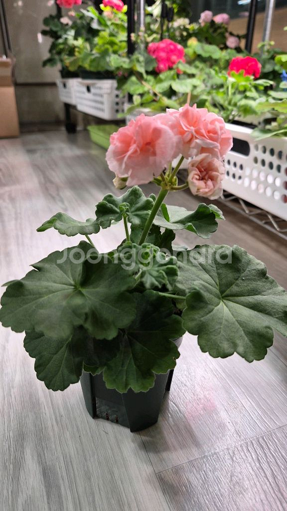 제라늄. 피치어벤츄리--2