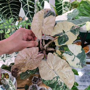 알로카시아 플럼배 니그라 바리에가타