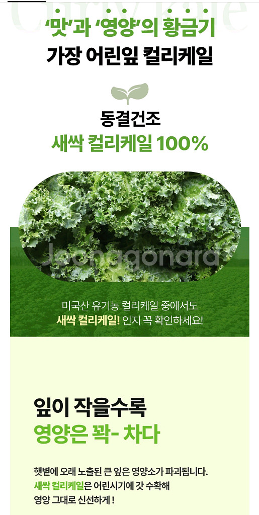 컬리케일분말--3