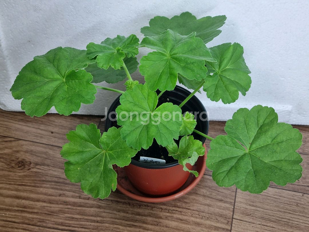 블루연 제라늄--1