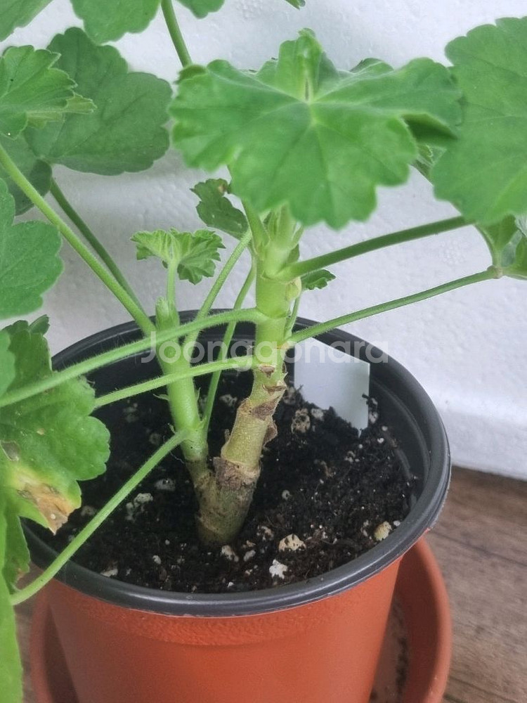 블루연 제라늄--2