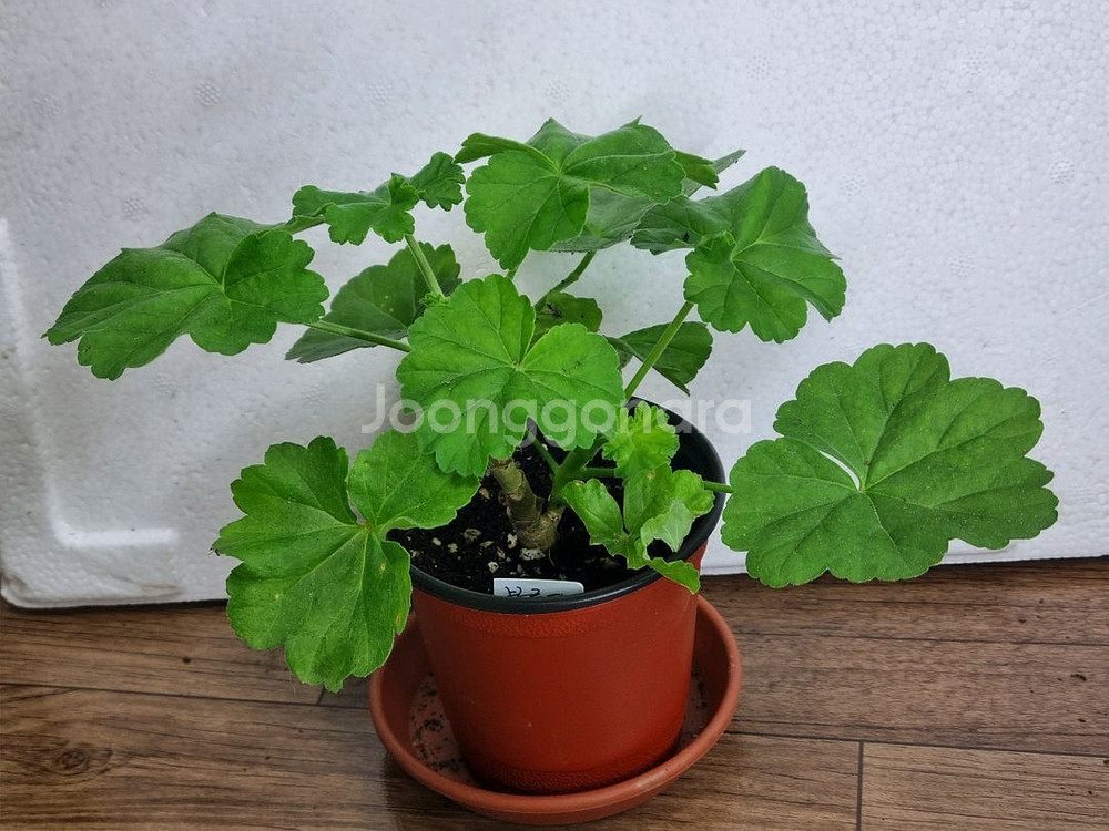 블루연 제라늄--0