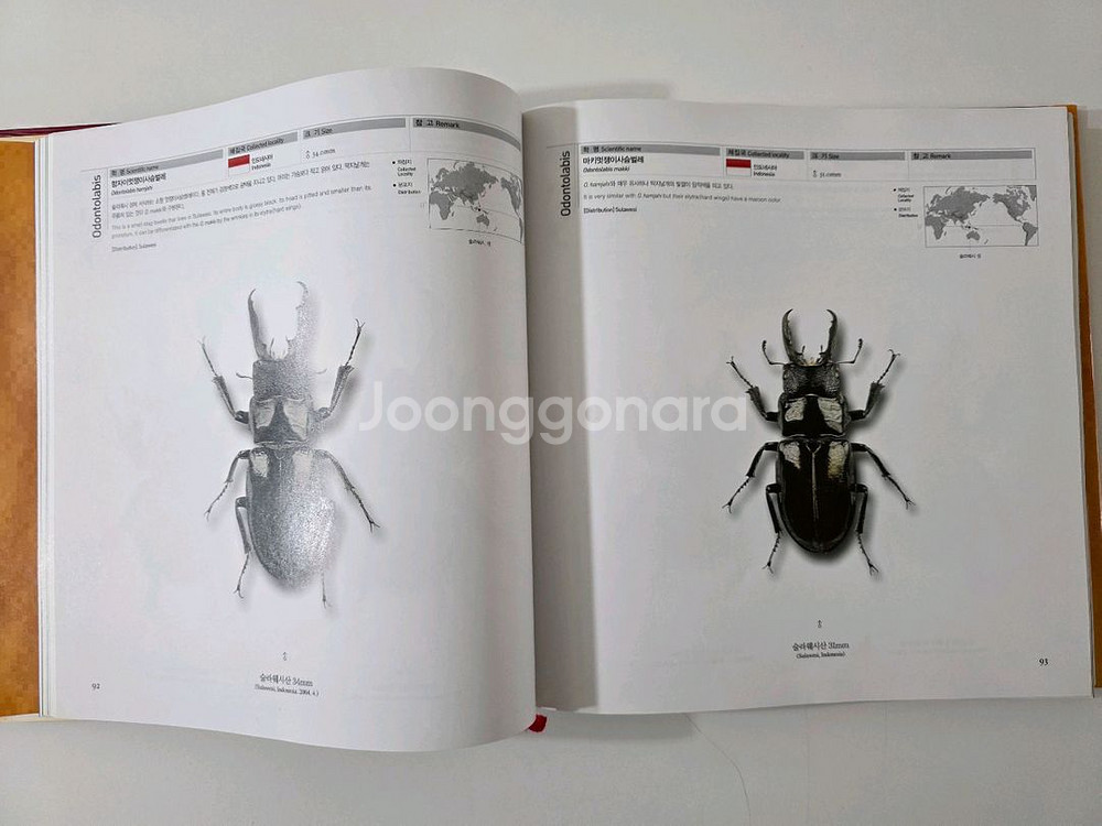 세계의 사슴벌레 대도감--2