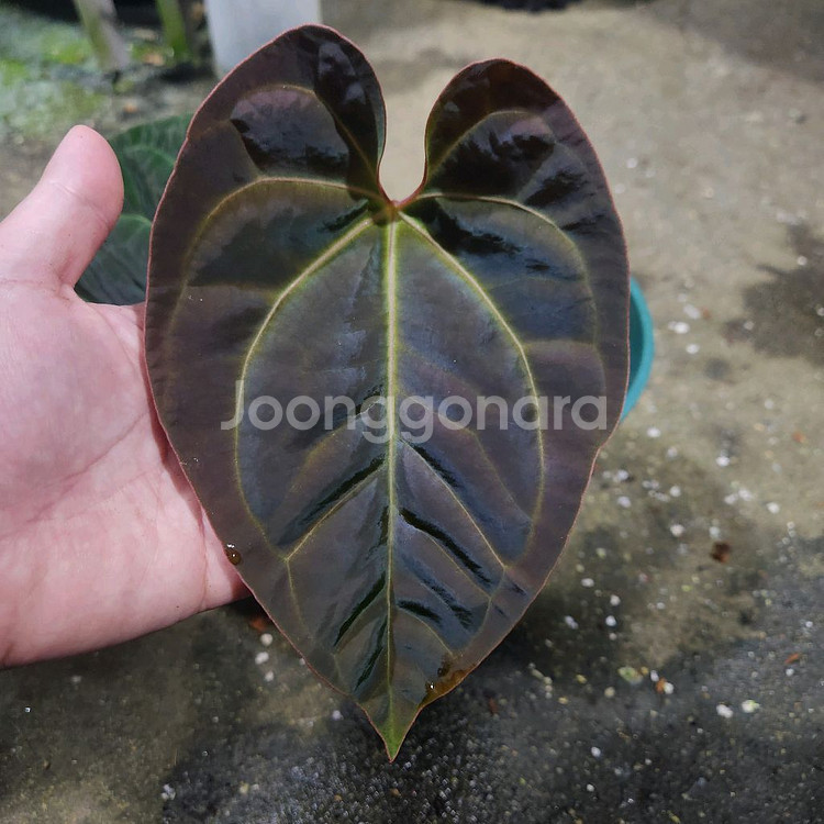 안스리움 블랙고스트 선별개체--0