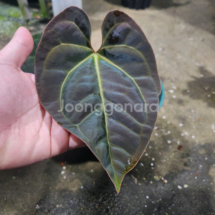 안스리움 블랙고스트 선별개체--1