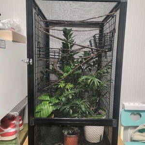 카멜레온 스크린 케이지 팝니다