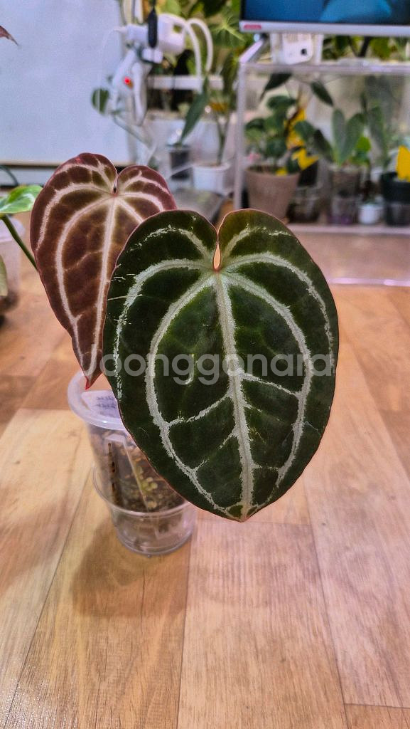 안스리움미나하사--0