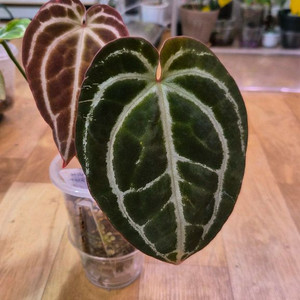 안스리움미나하사