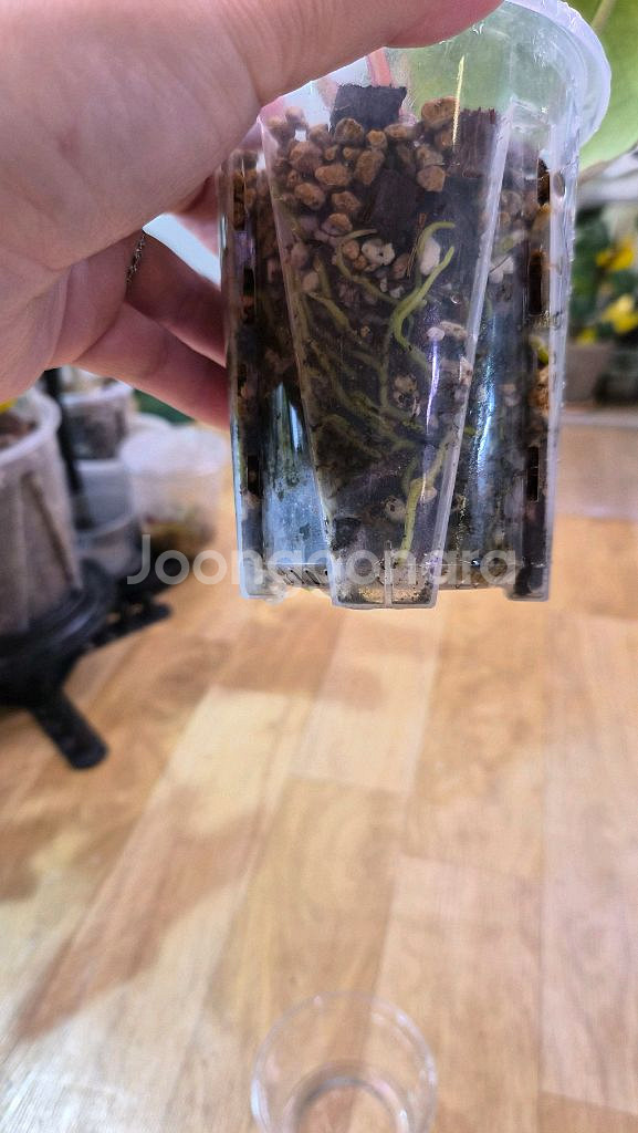 안스리움미나하사--3