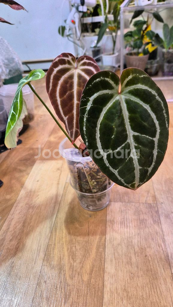 안스리움미나하사--1