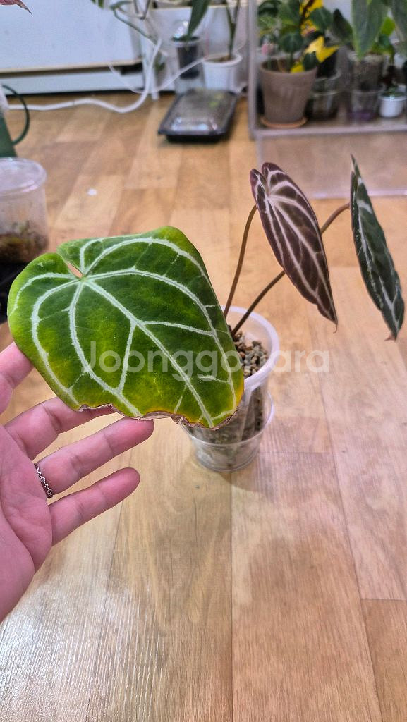 안스리움미나하사--2