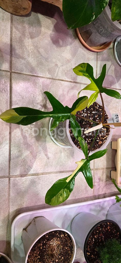 플로리다뷰티 바리에가타--0