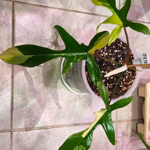 플로리다뷰티 바리에가타