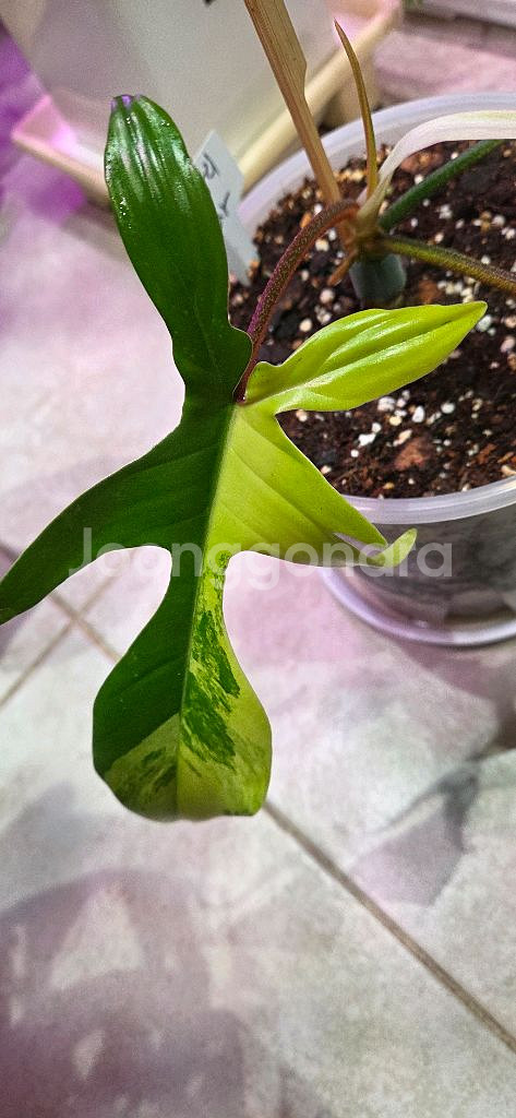 플로리다뷰티 바리에가타--3