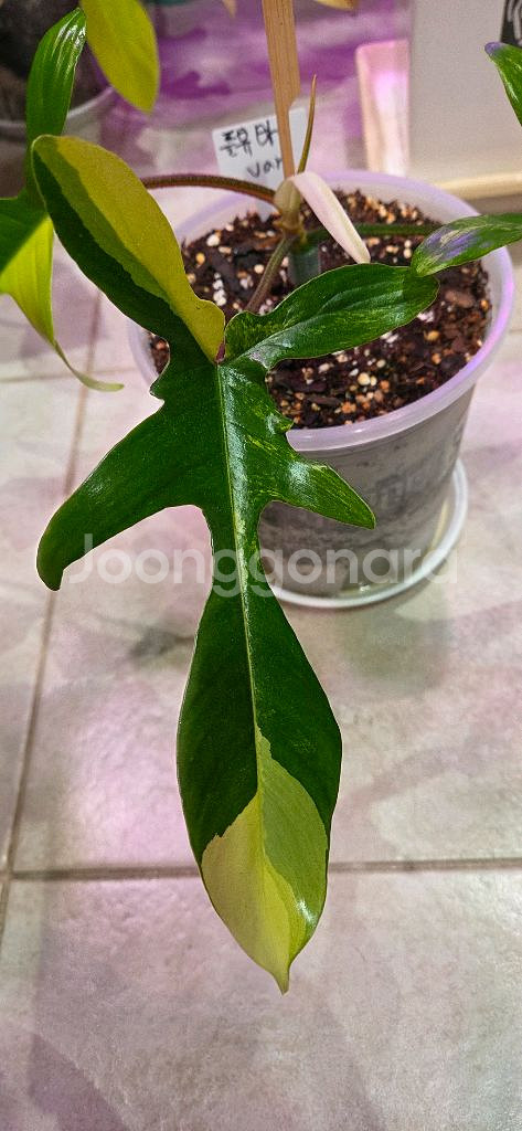 플로리다뷰티 바리에가타--2