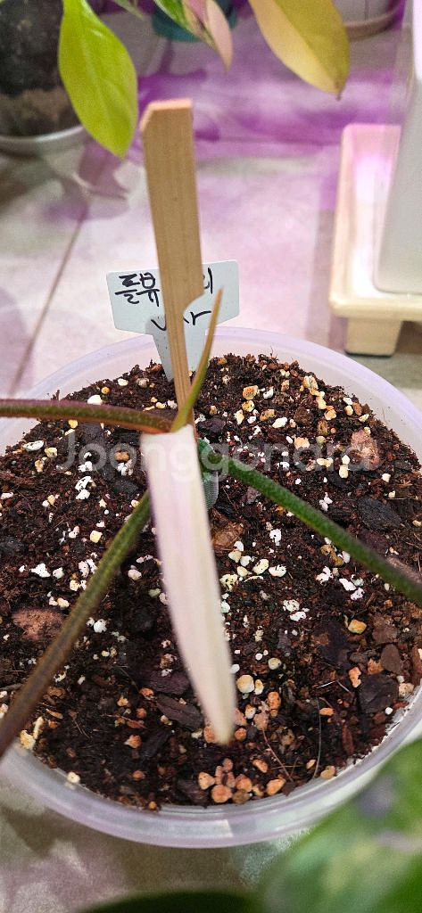 플로리다뷰티 바리에가타--4