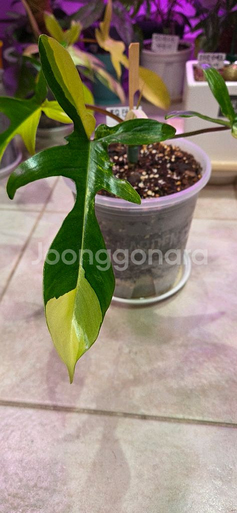 플로리다뷰티 바리에가타--5