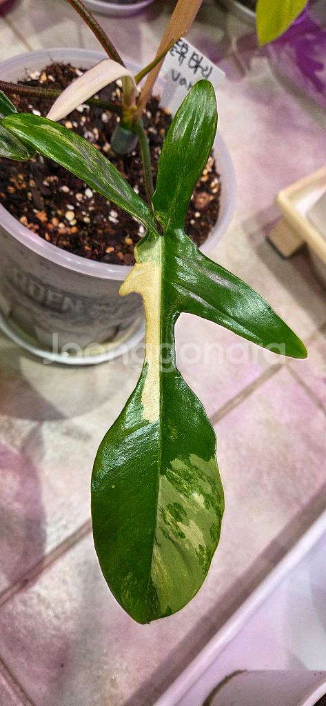 플로리다뷰티 바리에가타--1