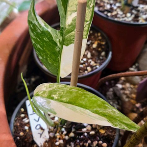 쎄부블루 바리에가타