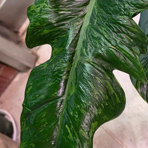 필로덴드론 골든드래곤