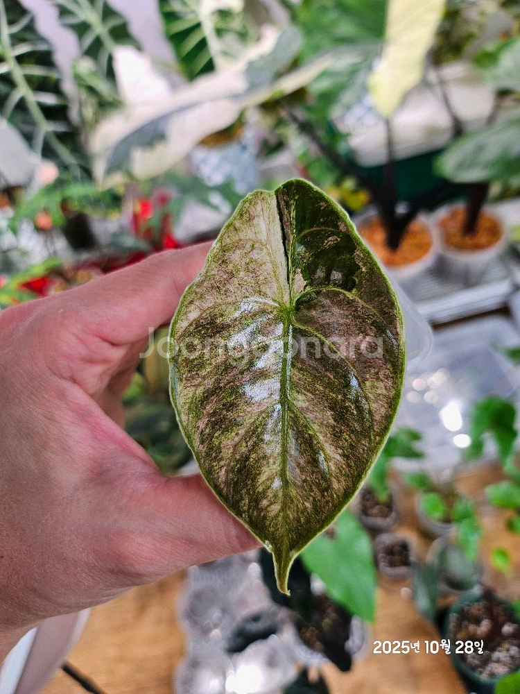 알로카시아 아즈라니 화이트핑크바리에가타--0