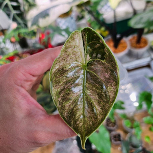 알로카시아 아즈라니 화이트핑크바리에가타