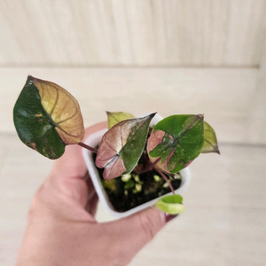 알로카시아 플럼배 핑크 바리에가타