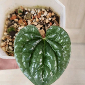 안스리움 럭셔리안스