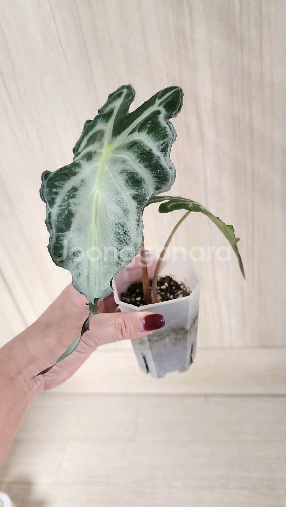 알로카시아 베놈--0