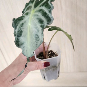 알로카시아 베놈