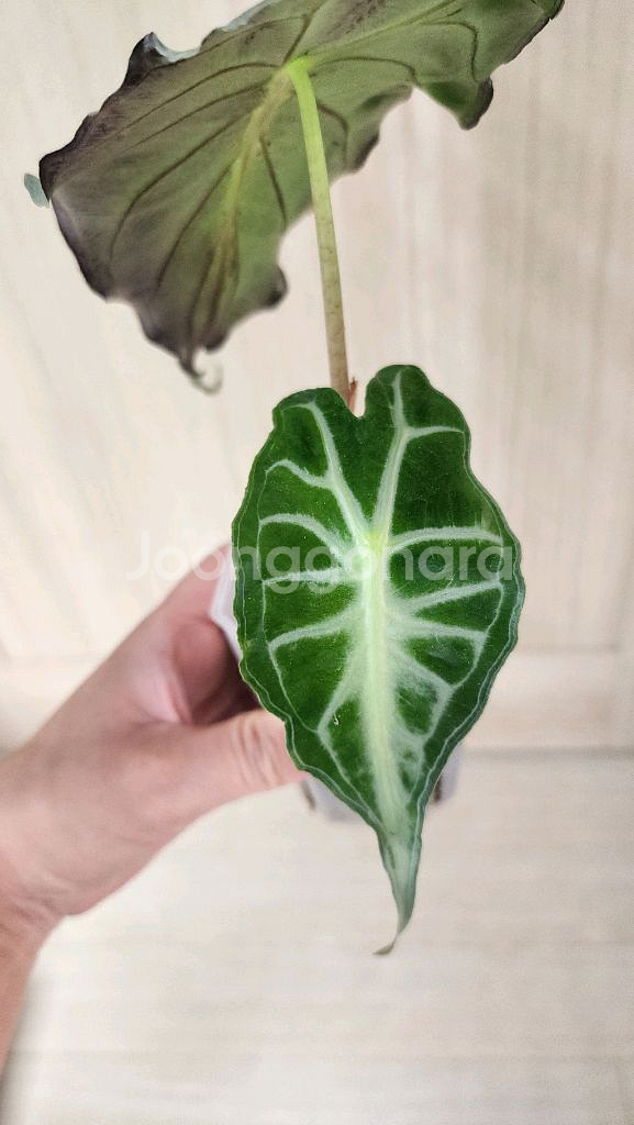 알로카시아 베놈--4