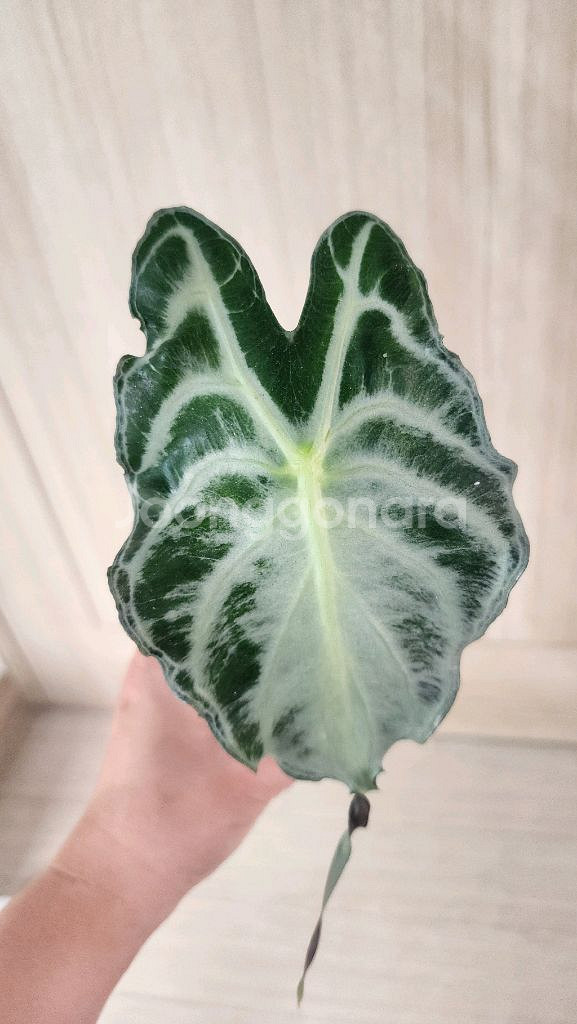 알로카시아 베놈--1