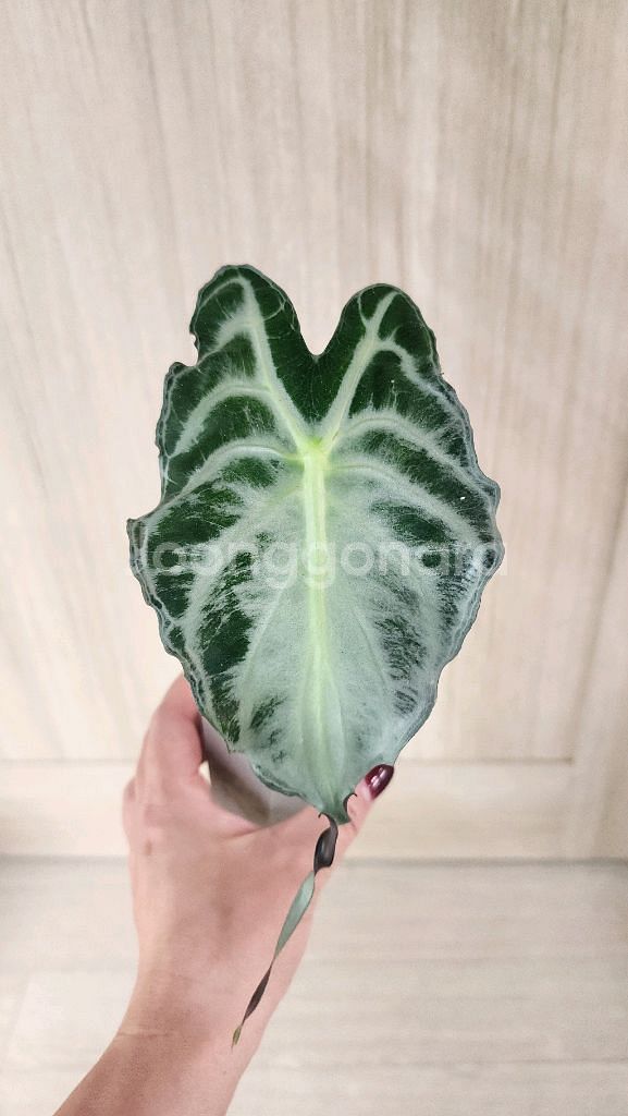 알로카시아 베놈--2