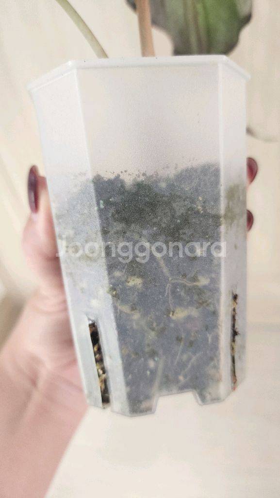 알로카시아 베놈--3