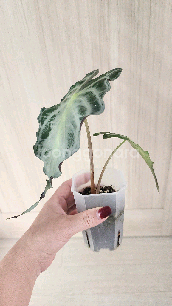 알로카시아 베놈--5