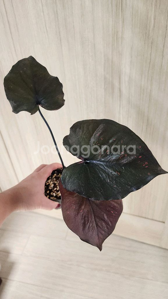 칼라디움 sp 바리에가타--3