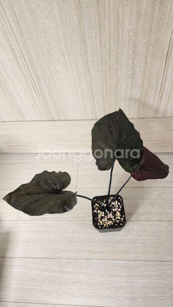 칼라디움 sp 바리에가타--1