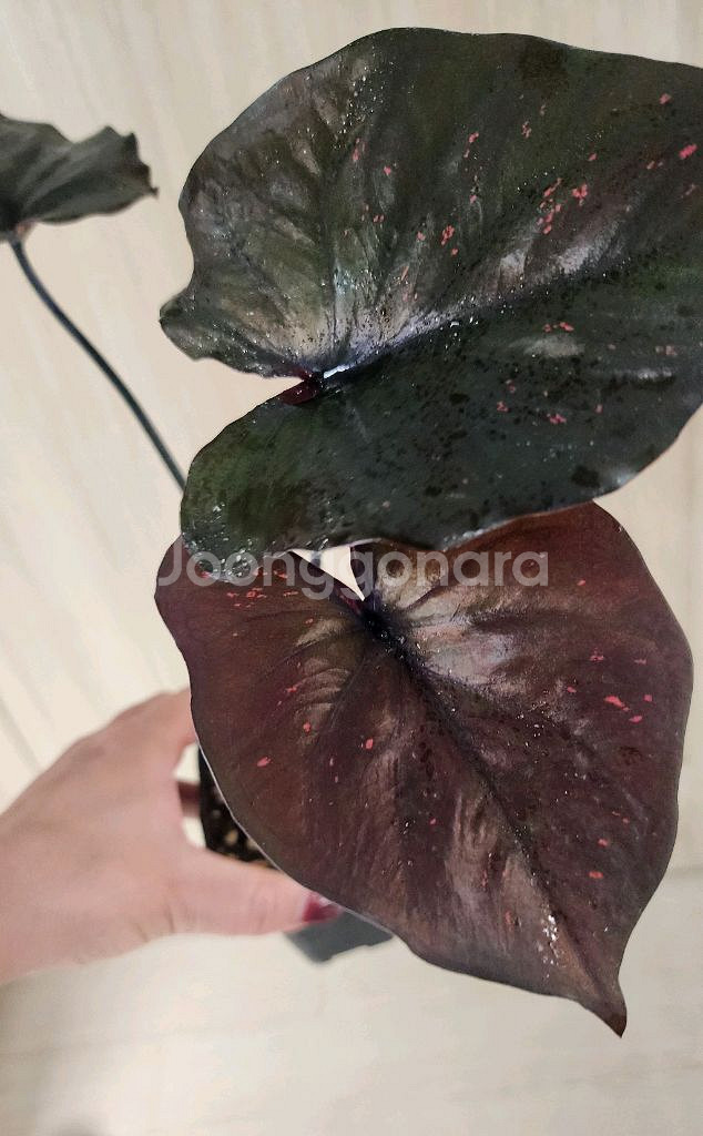 칼라디움 sp 바리에가타--0