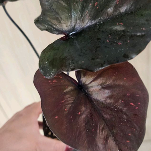 칼라디움 sp 바리에가타