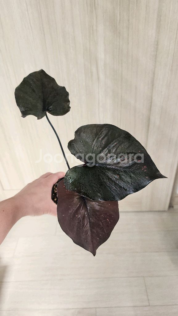 칼라디움 sp 바리에가타--2