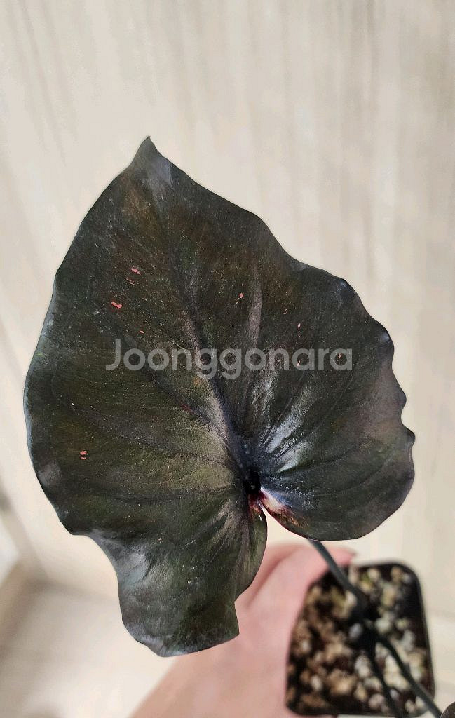 칼라디움 sp 바리에가타--4