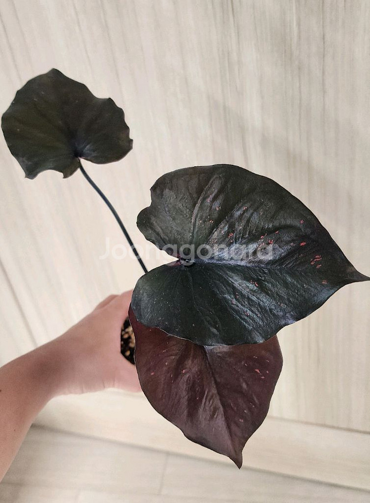 칼라디움 sp 바리에가타--5