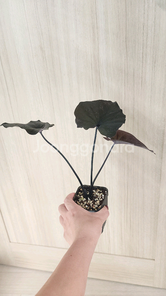 칼라디움 sp 바리에가타--6