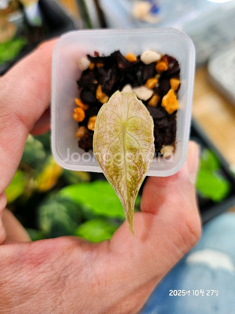 알로카시아 아즈라니 민트바리에가타 (고스트)--1