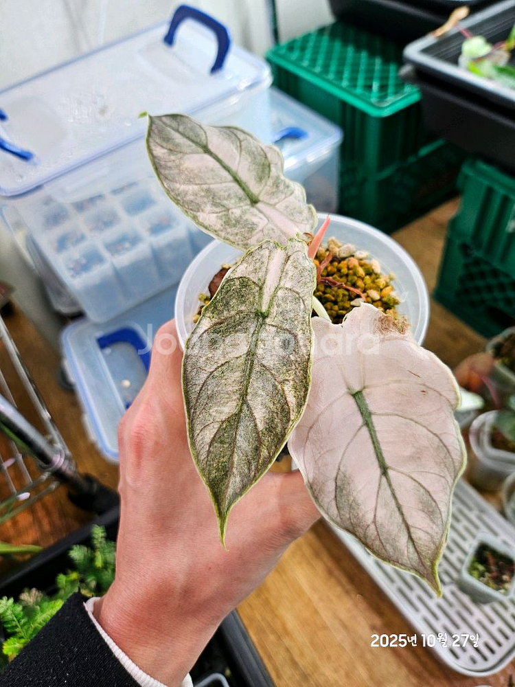 알로카시아 아즈라니 민트바리에가타 (고스트)--0