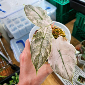 알로카시아 아즈라니 민트바리에가타 (고스트)