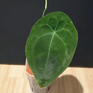 안스리움 포게티 그린