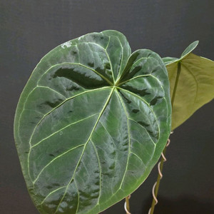 안스리움 papillilaminum R Panatic