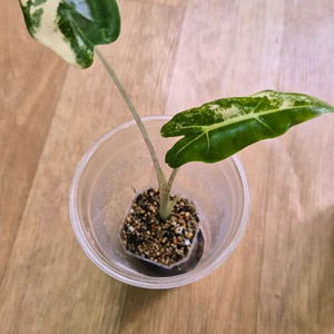 알로카시아 사리안 바리에가타