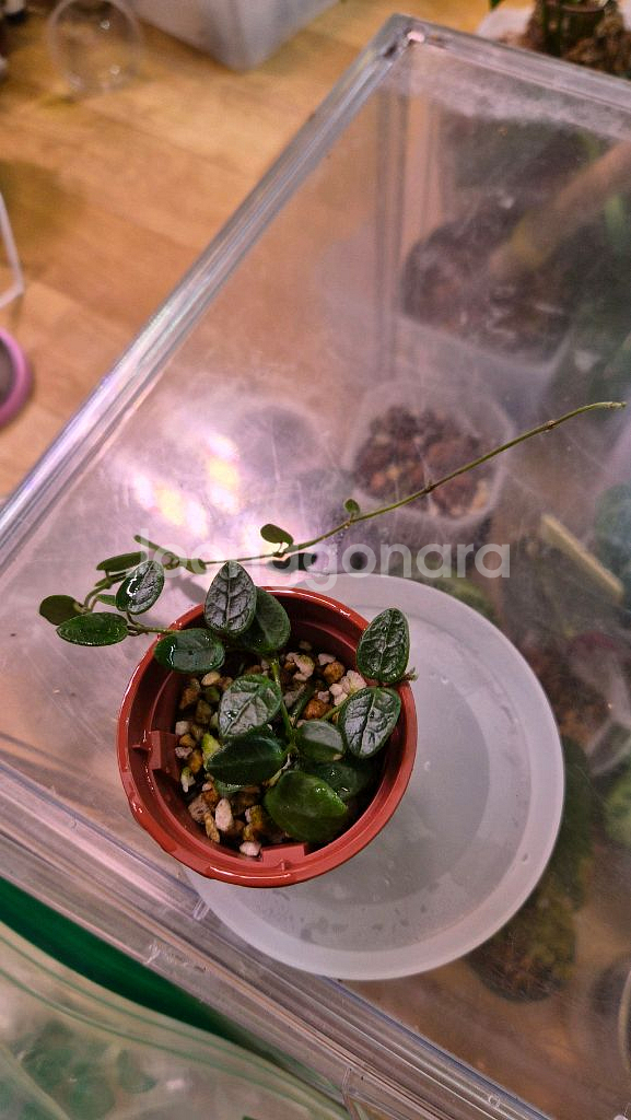 호야 탱총엔시스--2